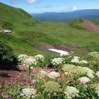 高山植物と残雪