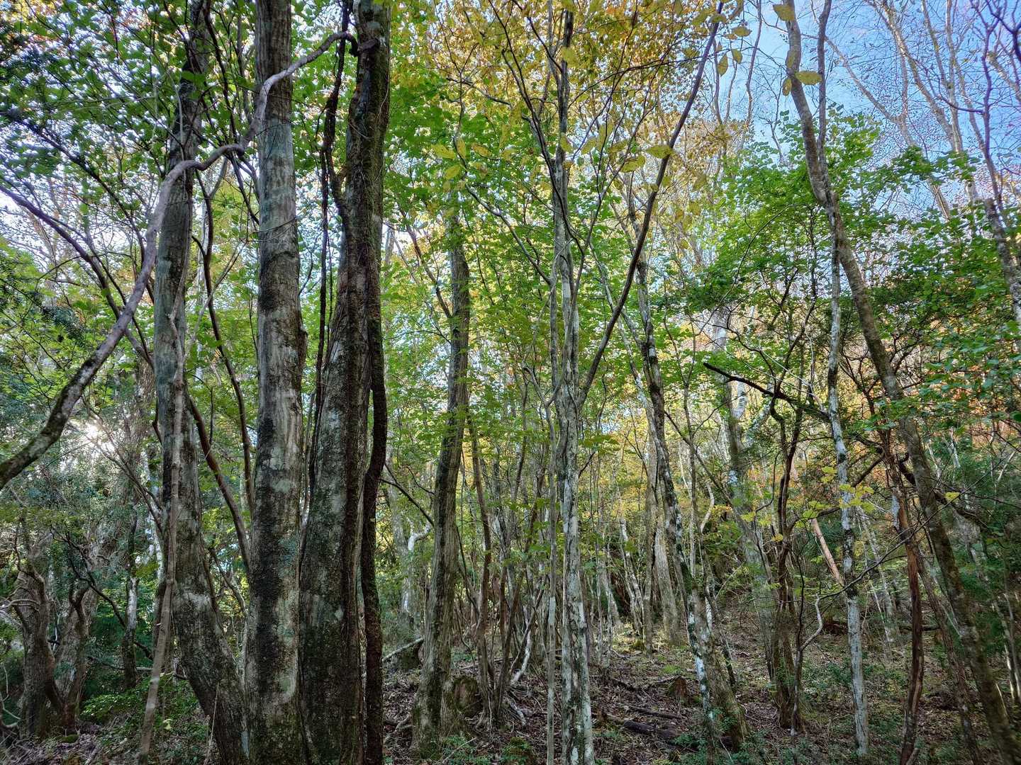 鎌滝山登山口-鎌滝山 往復コースの写真