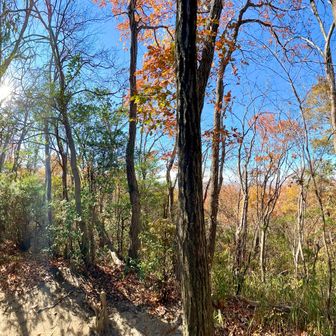 パノラマで山頂を撮ると広く見えるんですが
狭い山道の途中みたいなとこです
山名プレートは
左手の細い木の背丈くらいのとこにあります
この後、ショートカットして
“ありじごくの小径”を戻ります