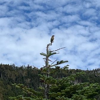 背中と尾っぽが綺麗なオレンジ色の鳥さん🦜
iPhone撮影の限界😅