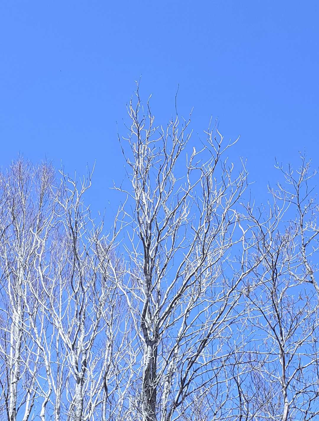 くしゃみと青空 