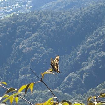 🦋✨

ココで会ったオシャレハイカーさんに
見えるお山を教えていただきました⛰️✨

宝登山、武甲山、両神山、城峯山、
グンマーのお山たち、よく見えました☺️