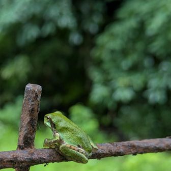 ただいま〜😃

おや👀💡
もうそんな時期ですね🐸
たまごからおたまじゃくしになって、カエルになったんだね〜🤗

今日も、たくさんの出会いに感謝✨️
文殊山ありがとうございました💖