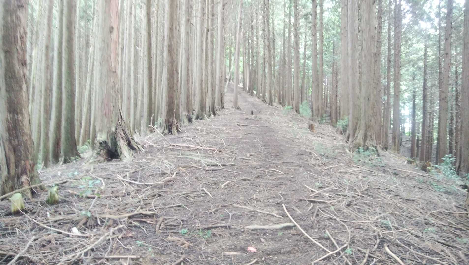 東屋-室尾山-男山 往復コースの写真