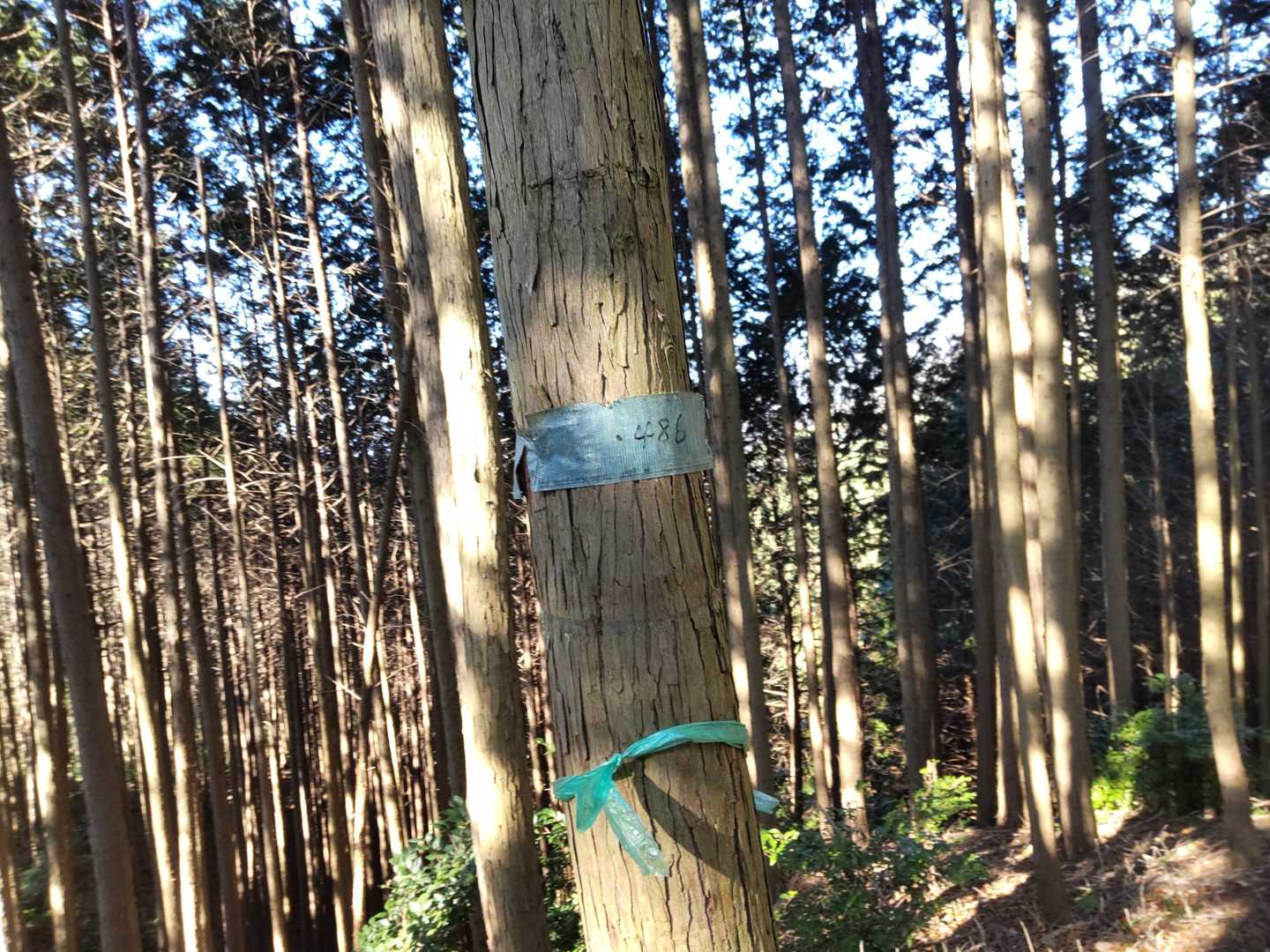 ピーク求めて白山(しらやま)に、、、もう1時かぁ、かなーり遅れてるわ😅