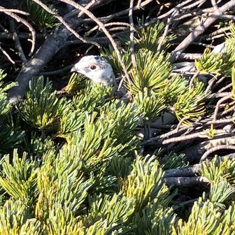 雷鳥くんが
ハイマツから
顔を出してくれました