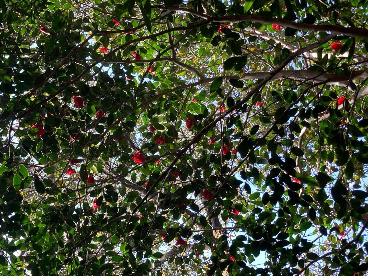 椿の森🌳かな