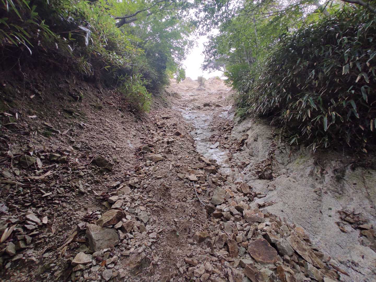 武平トンネル西登山口-武平峠-鎌ヶ岳 往復コースの写真