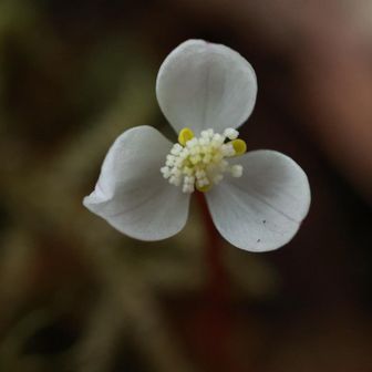 萼片が３つ❣️花弁も3枚だね
なんかすてき💓