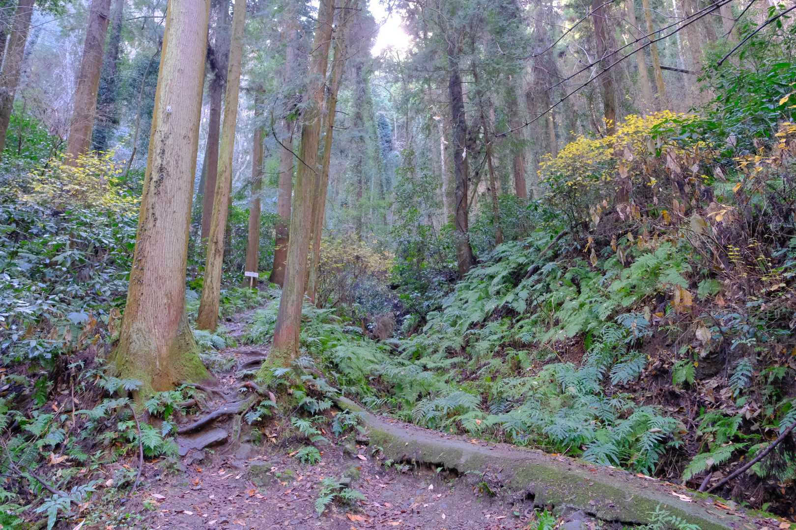 沢沿いに伸びる作業道が突き当たると、その先はいよいよ登山道となる。写真の場所から少し登ると、トラバース状の道程へ。