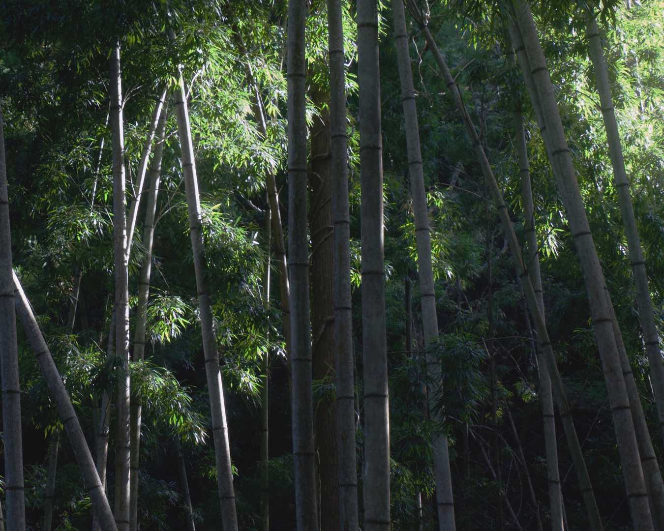 竹林に朝日が射します
