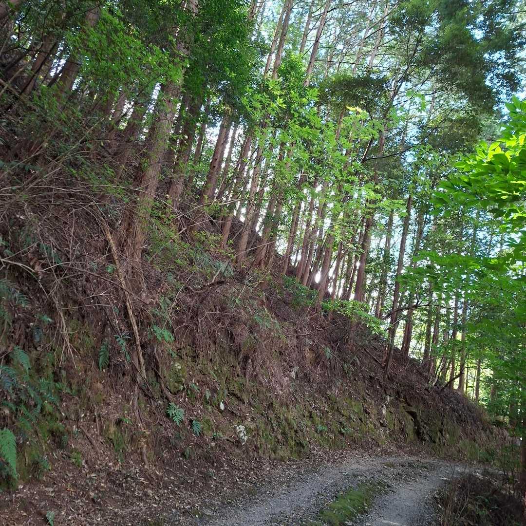 旧道(急登）と林道の違い(笑)