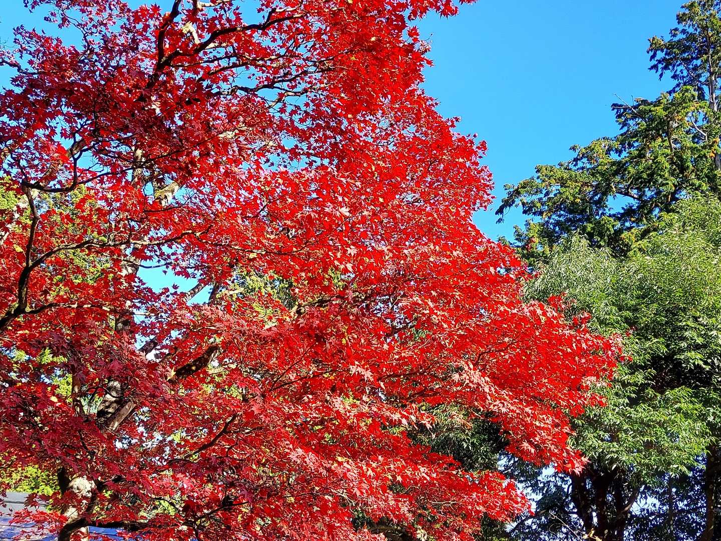 御岳山駅-天狗の腰掛け杉 往復コースの写真
