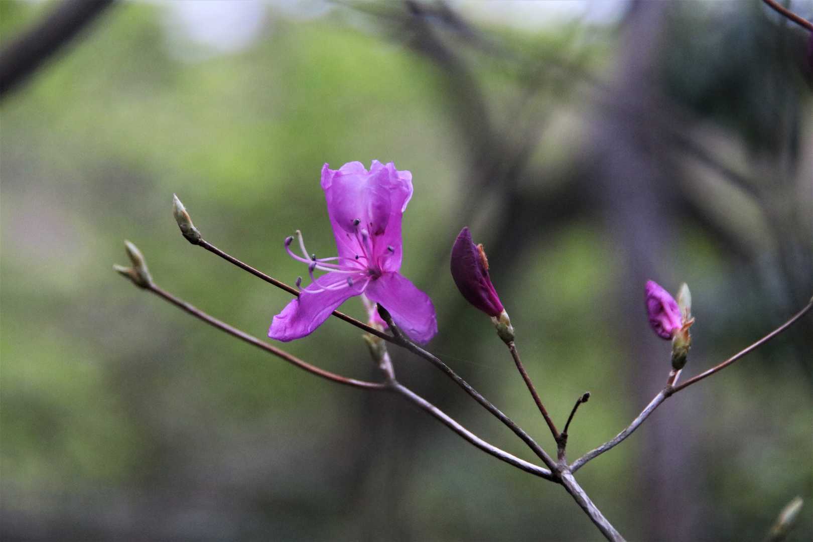花を付けた株も
チラホラ