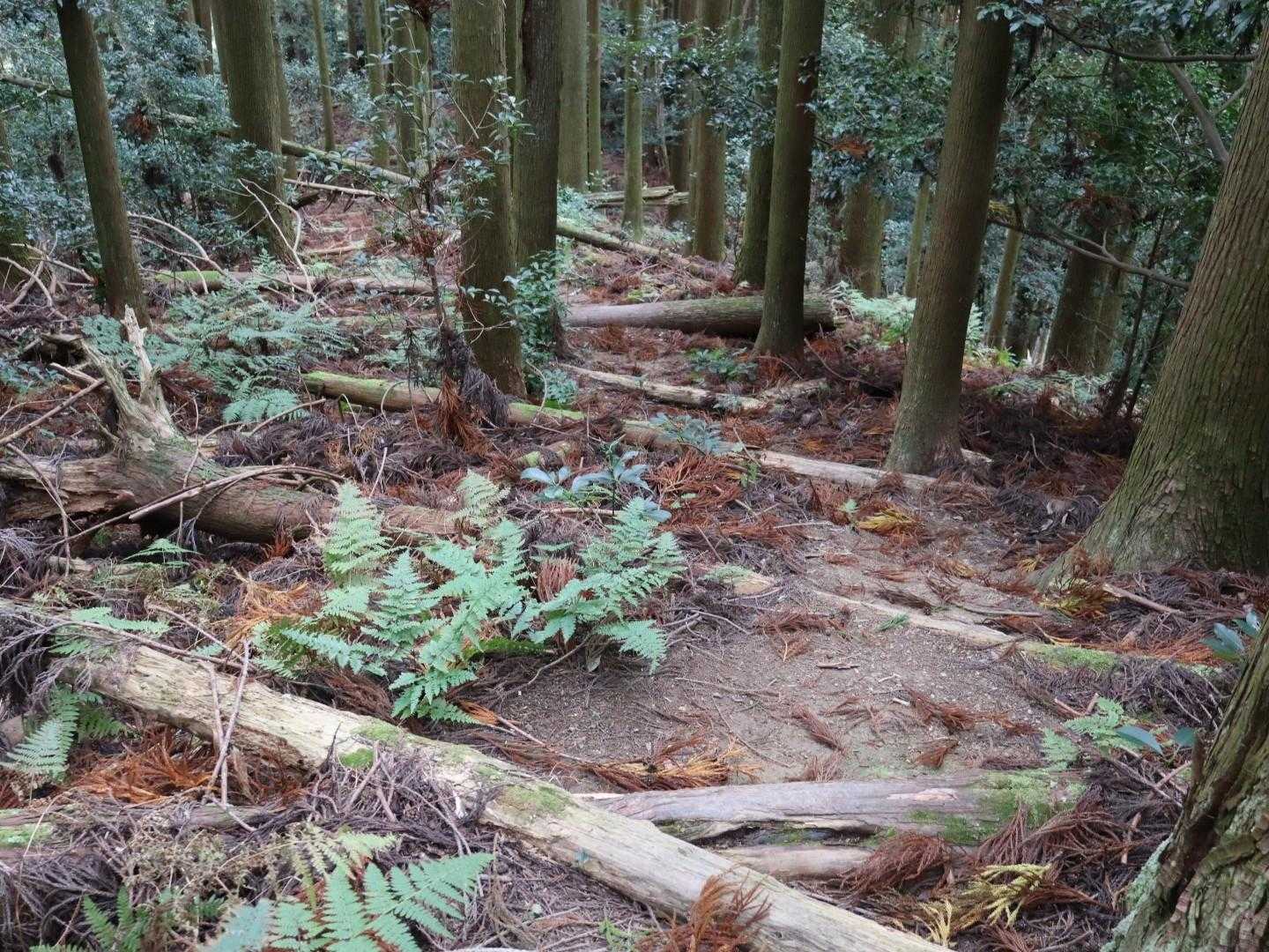 ここら辺りから倒木ばかり。
下りはともかく登りは大きく腿上げとなりシンドそう