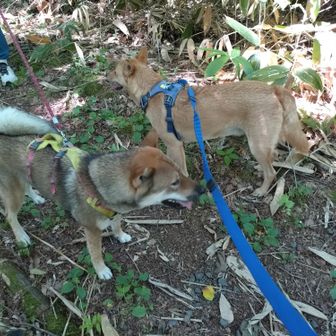 四国犬のモモちゃん