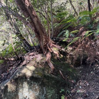 帰りの風景。岩の上に木が乗っている