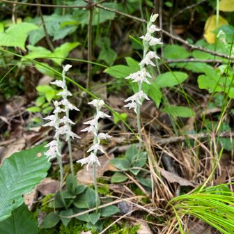 この花は🤔　→  ミヤマウズラと教えていただきました😊