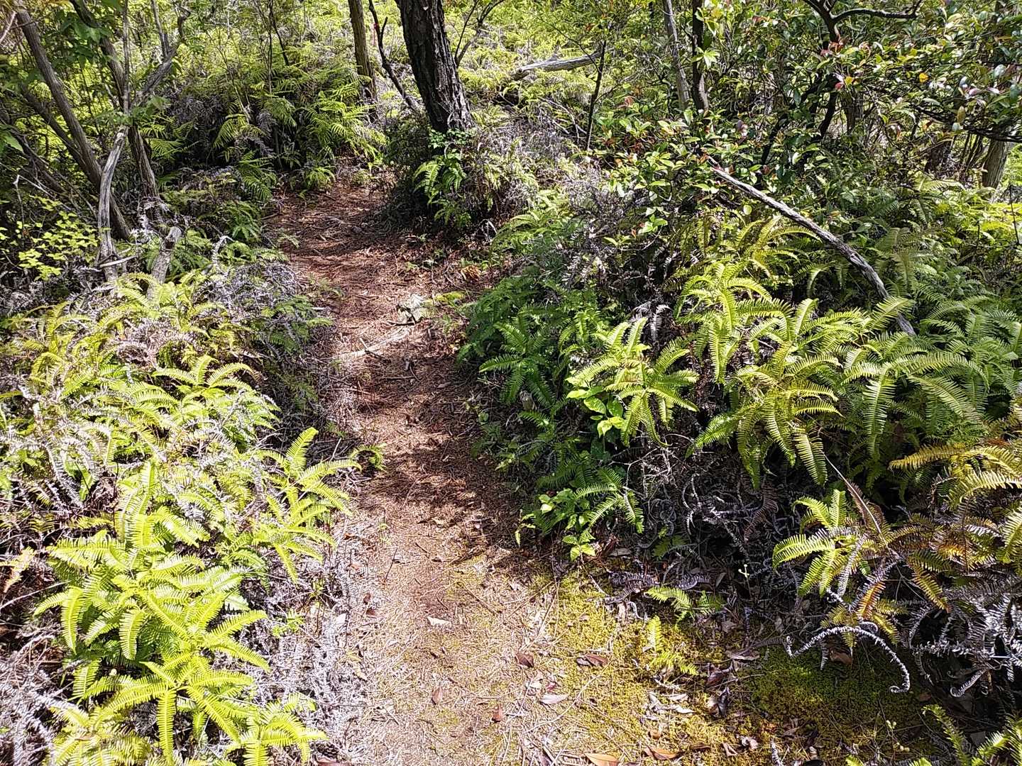 氷上山 往復コースの写真