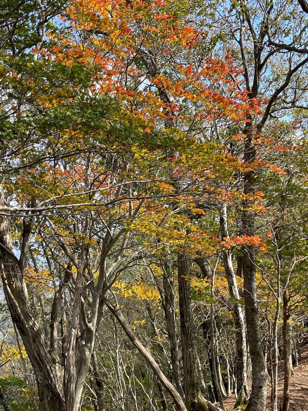 紅葉🍁③
