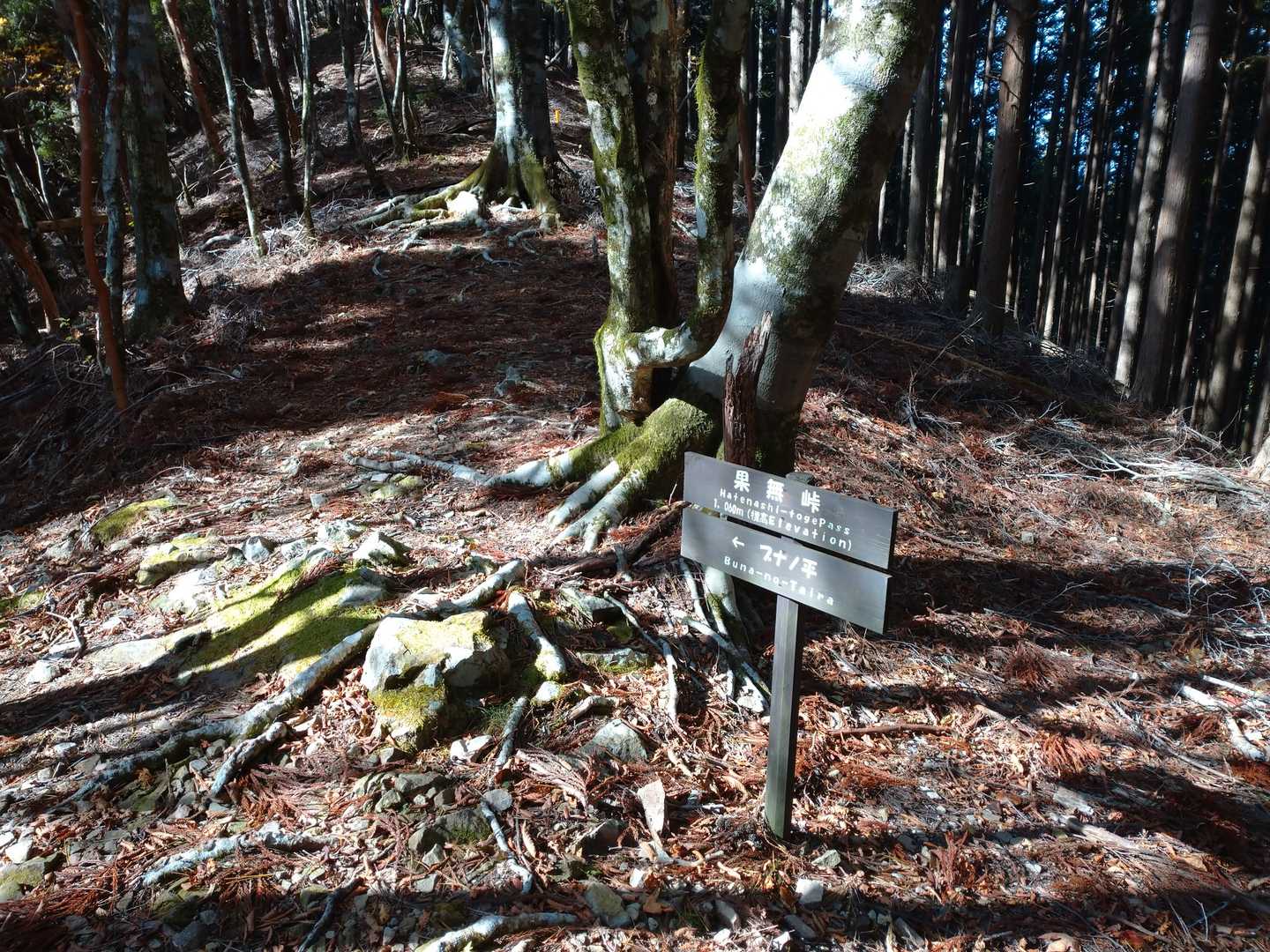 果無峠に到着。この写真の上の尾根から果無山脈が続いてます。