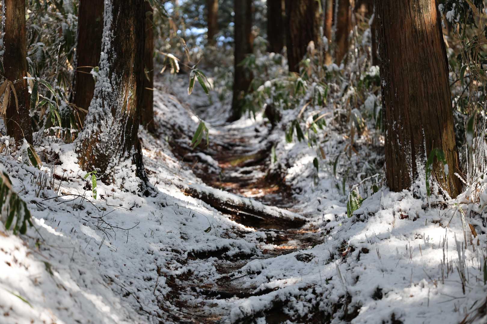 3月なのにこんなに雪があります。でも、優しい登山道なので多少の積雪は問題なし。
