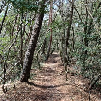 米山への道も美しい。