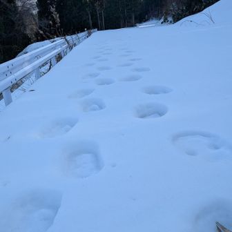 カンジキの足跡です。
