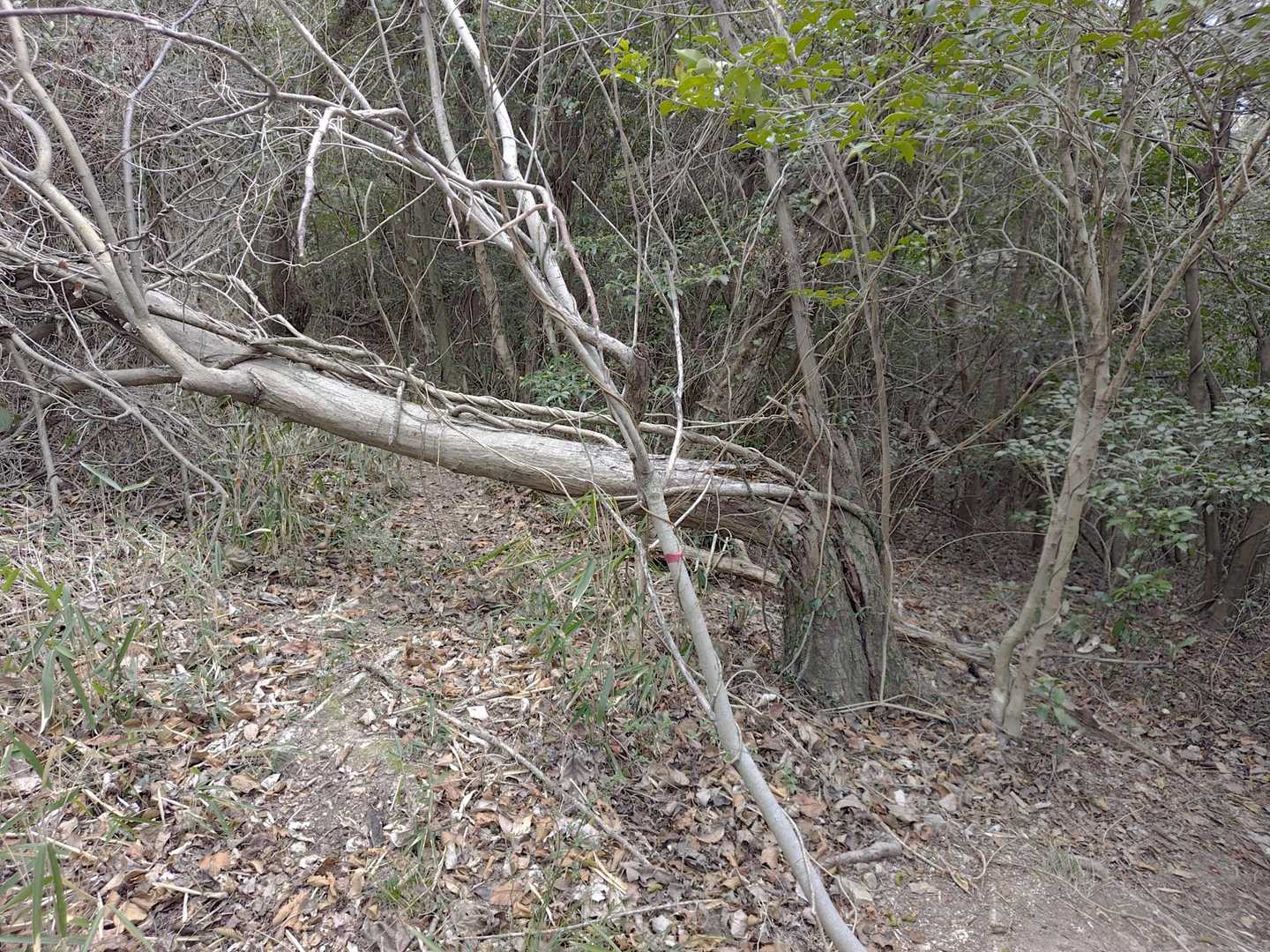 倒木を迂回→木の根っこ(ツル？)に引っかかる→コケる寸前。
ループの根っこには気をつけて⚠️