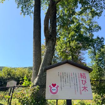 結び木🌳
なんとクヌギとサクラが合体しています😳