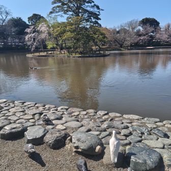 境内の池…
鳩がいっぱい…

この一角に幼稚園があり、幼稚園の柵の周りで遊んでいる
西洋人の幼児がいて、メチャ可愛かった〜
パパは、早く預けたそうにしていて、困ってたwww