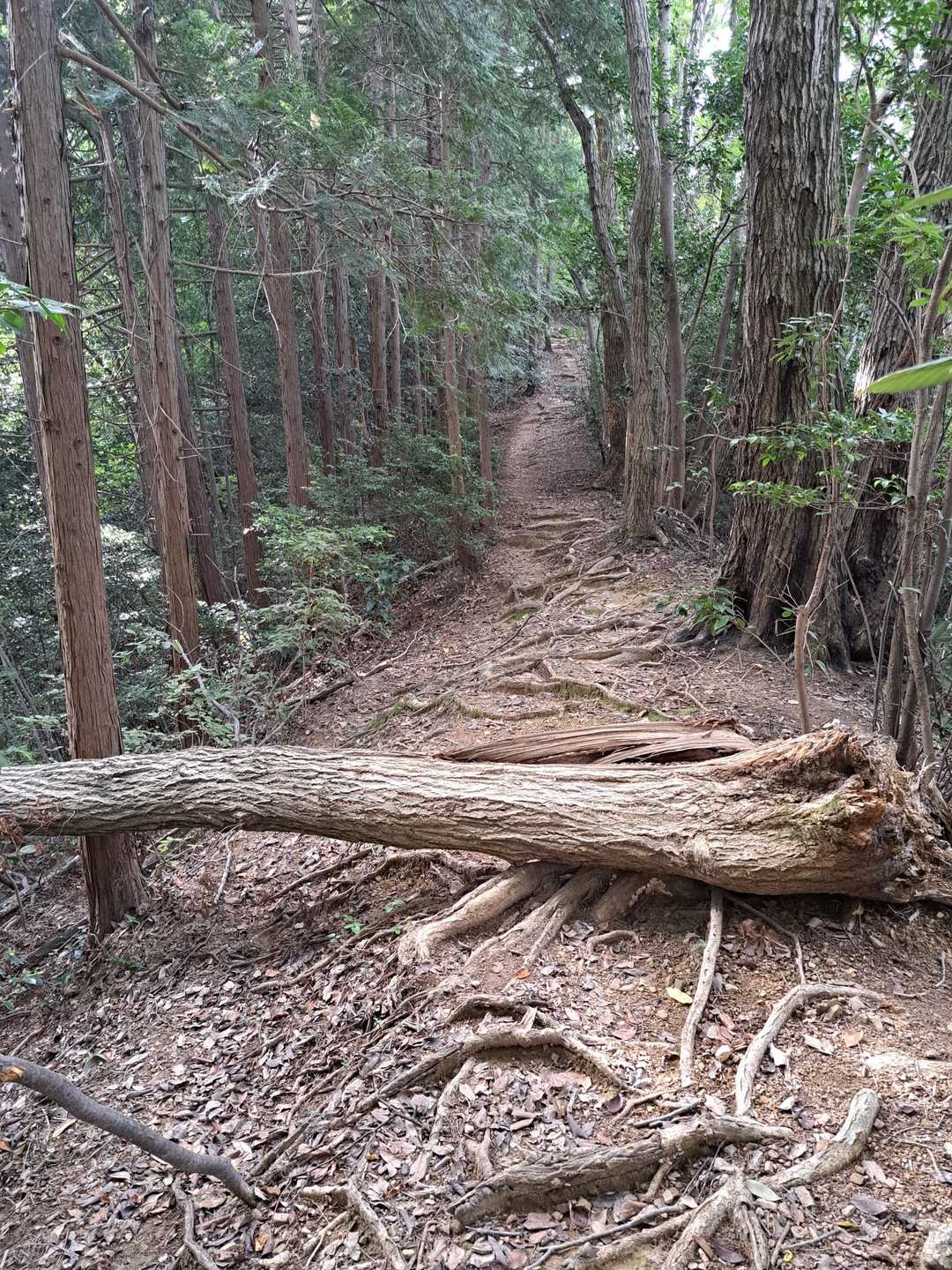 高尾山口駅-こんぴら山 縦走コースの写真
