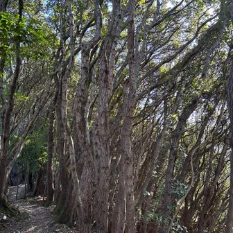 この特徴的な林は何ですか？誰かご教授ください！