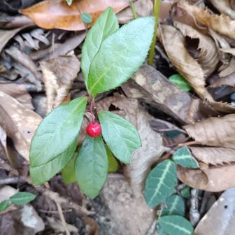 ヤブコウジ🔴スベりそうに耐えながら📷