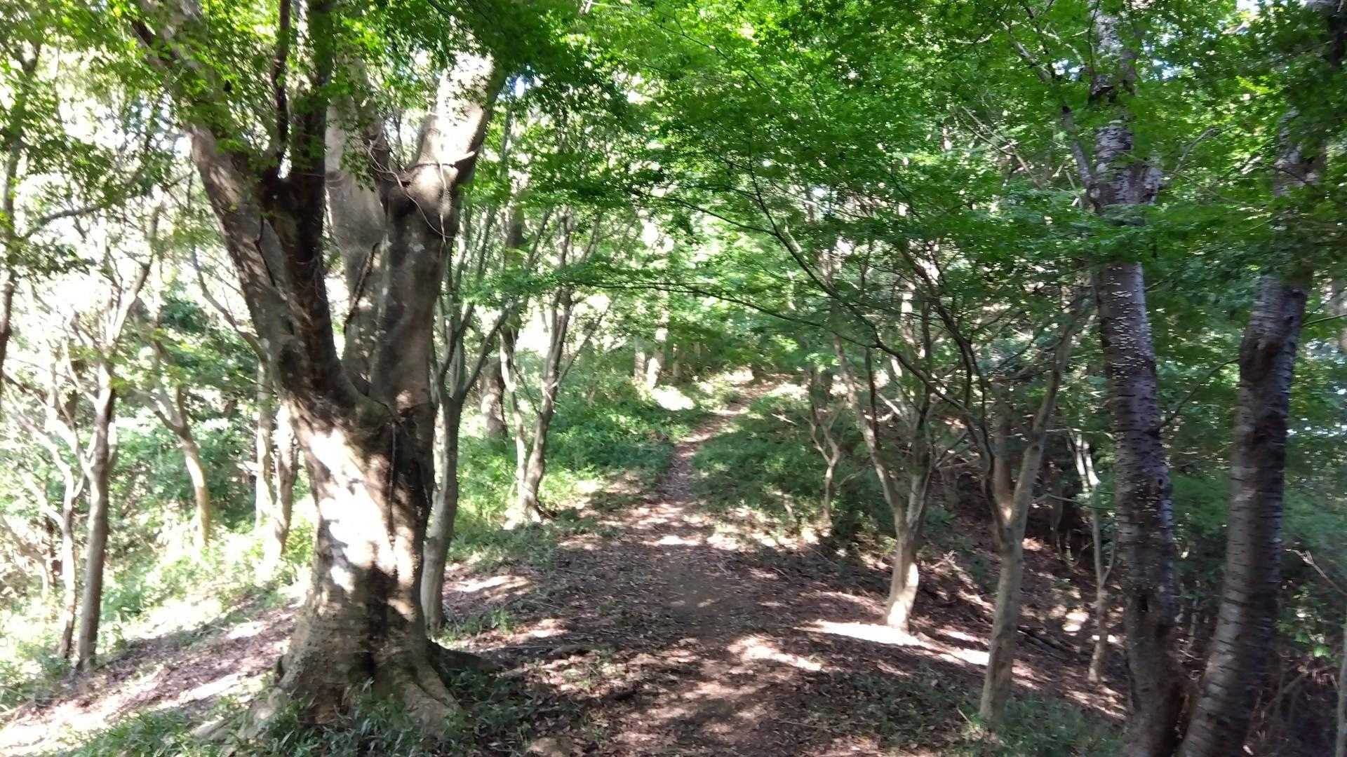 味見峠-障子ヶ岳 往復コースの写真