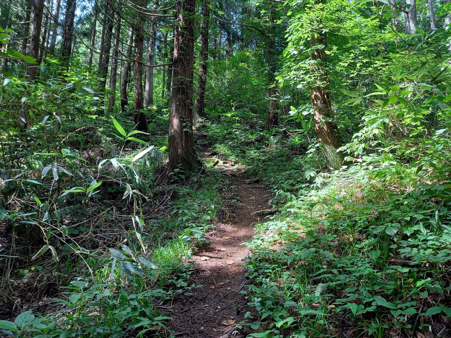 大倉山へは、急登