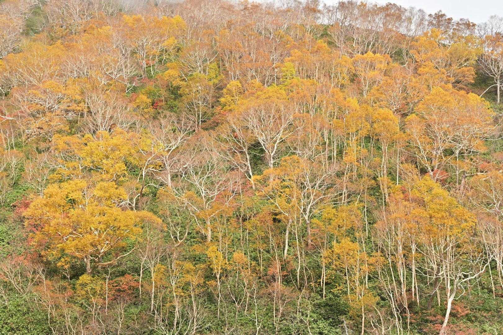 長助池が紅葉か落葉かの境