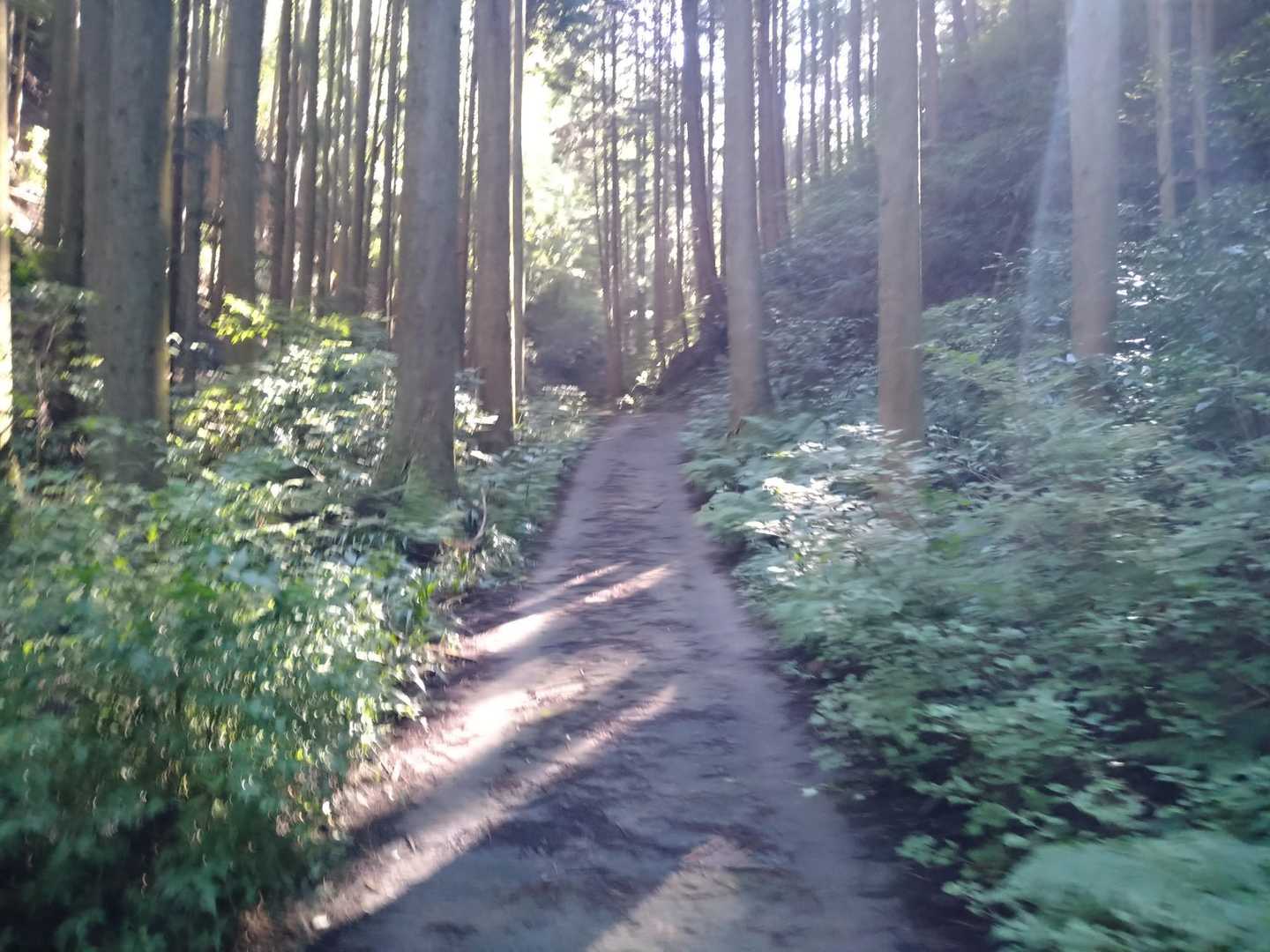 まだまだ舗装された道が続きます
木立で日光が遮られ暑さは少しマシかな😀