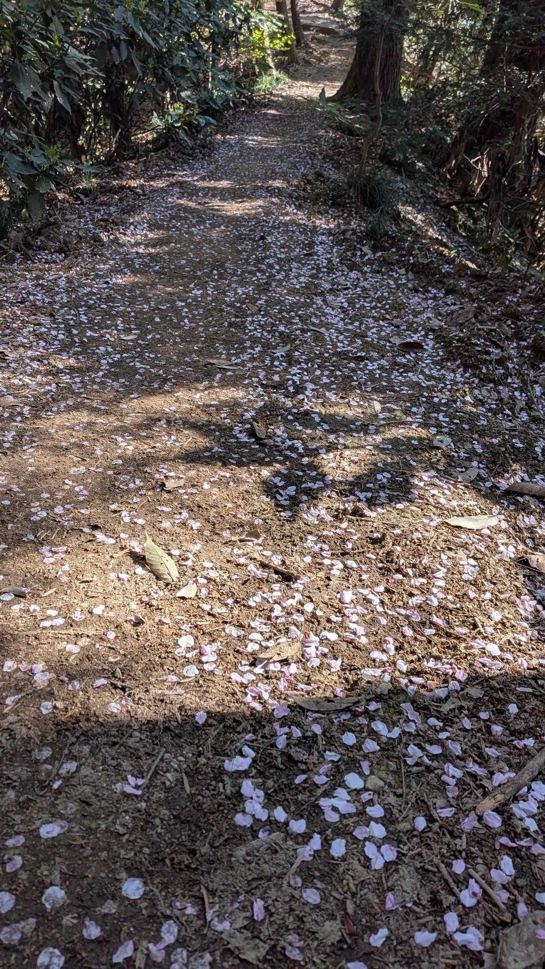 いい感じ🌸