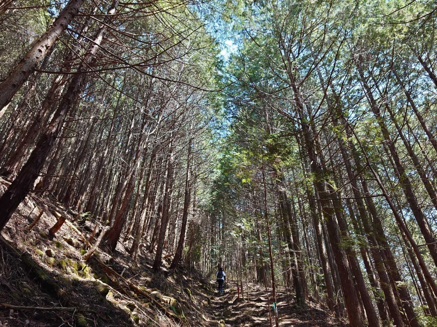 額井岳 往復コースの写真