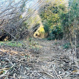 獣感のある道を進んでいきます🚶‍♂️