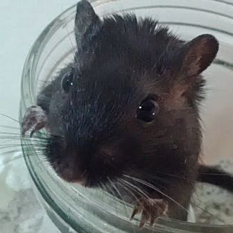 ちばちば【半月板手術リハビリ中】