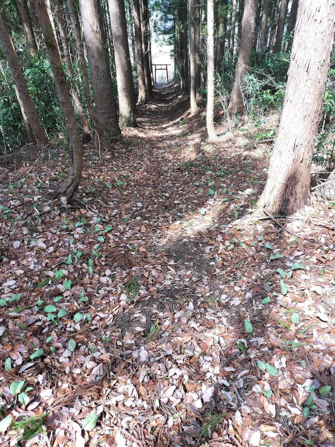 ＋αで寄った場所はカタクリ群生地？
まだまだ葉っぱだけ🌱