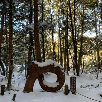 牛留池の横に「ねじねじの木」
2度ほど折れても成長を遂げた五葉松、一回転しています。
テレビ番組でも紹介されました。