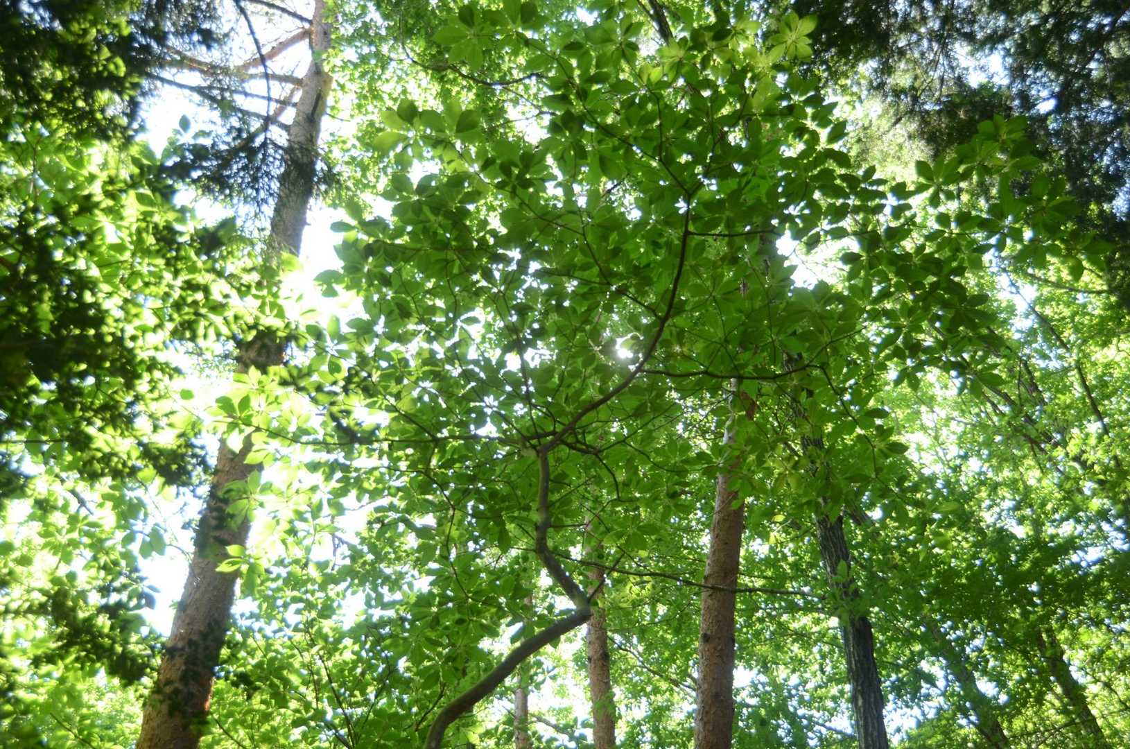 新緑の登山道が始まりました。