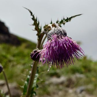 「オニアザミ（鬼薊）」をもう１つ
葉のトゲが鋭い、触ったら痛そう