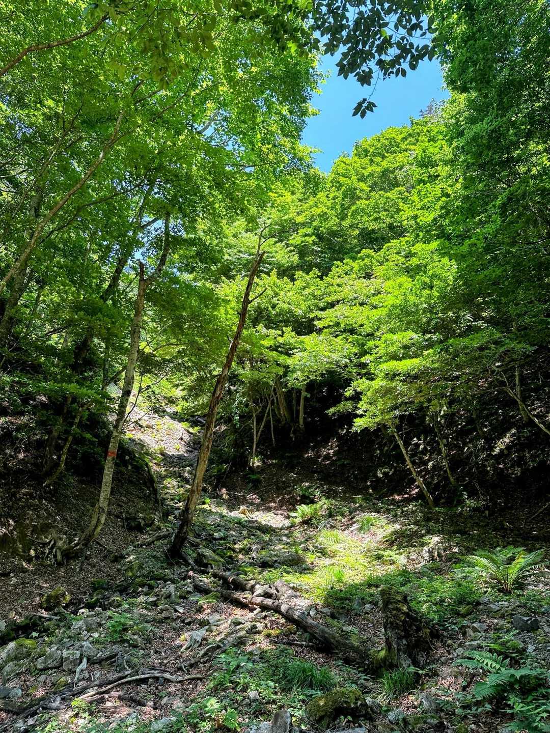 荒海山 往復コースの写真
