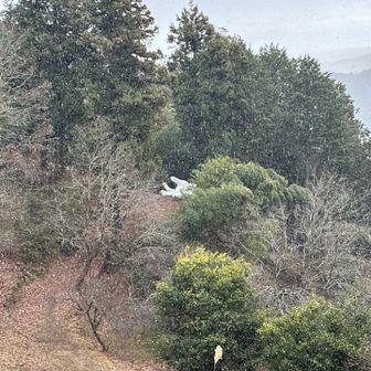 大きな白い手、雪が積もる勢いで降って来ました😅