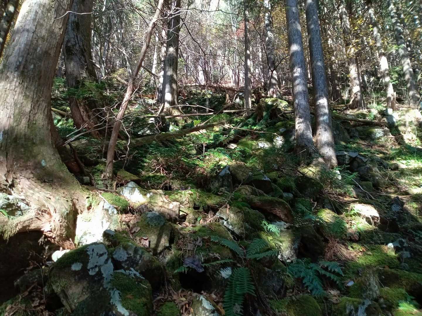 苔が綺麗✨　