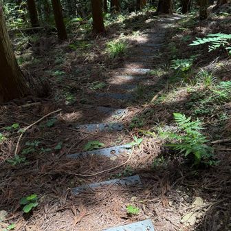 歩きやすい道ですホッと